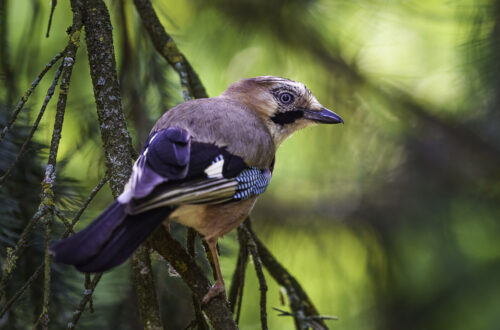 Eichelhäher - Garrulus glandarius - auf einem kleinen schmalen Tannenast.