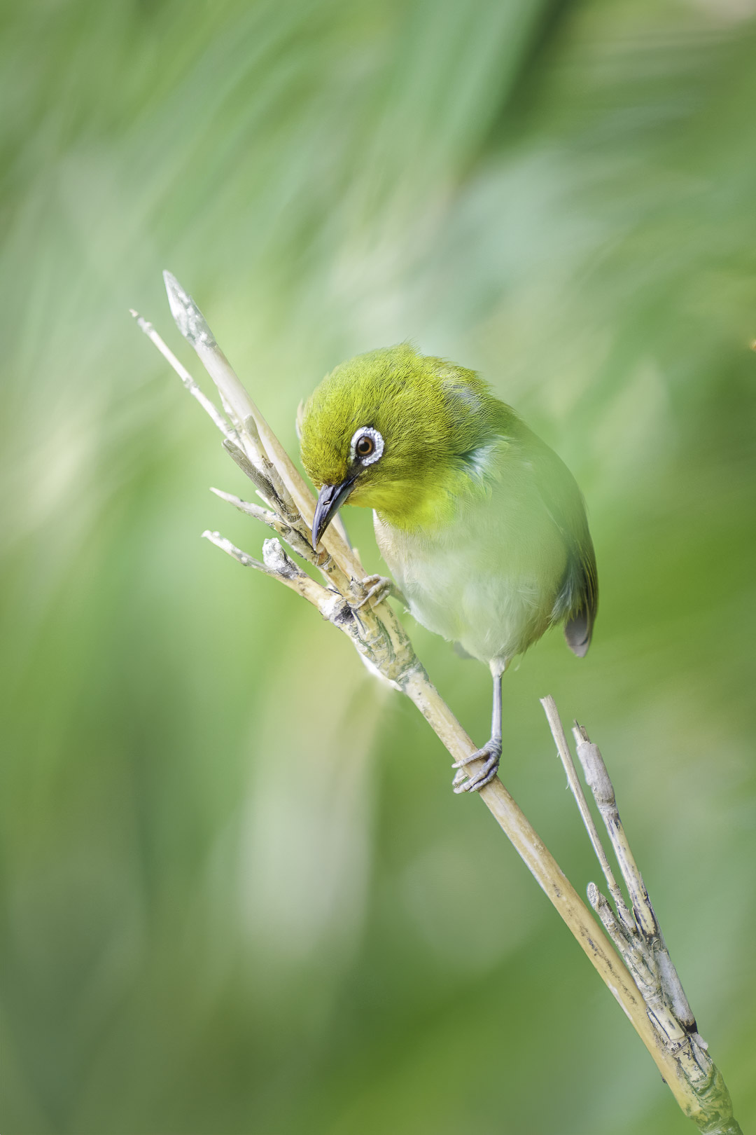 Japanbrillenvogel - Zosterops japonicus - sitzend auf einem Bambusrohr