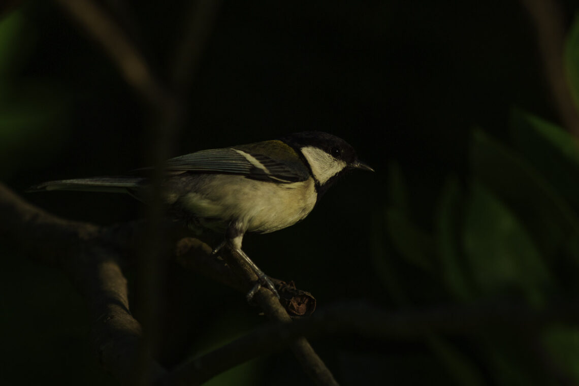 Meise bei schlechtem Licht auf einem Ast fotografiert