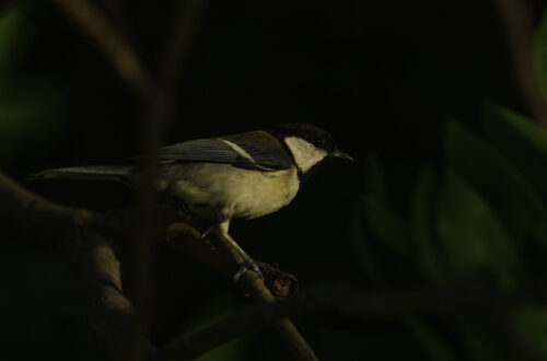 Meise bei schlechtem Licht auf einem Ast fotografiert