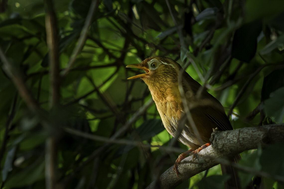 Augenbrauenhäherling - Garrulax canorus - geschützt im Baum