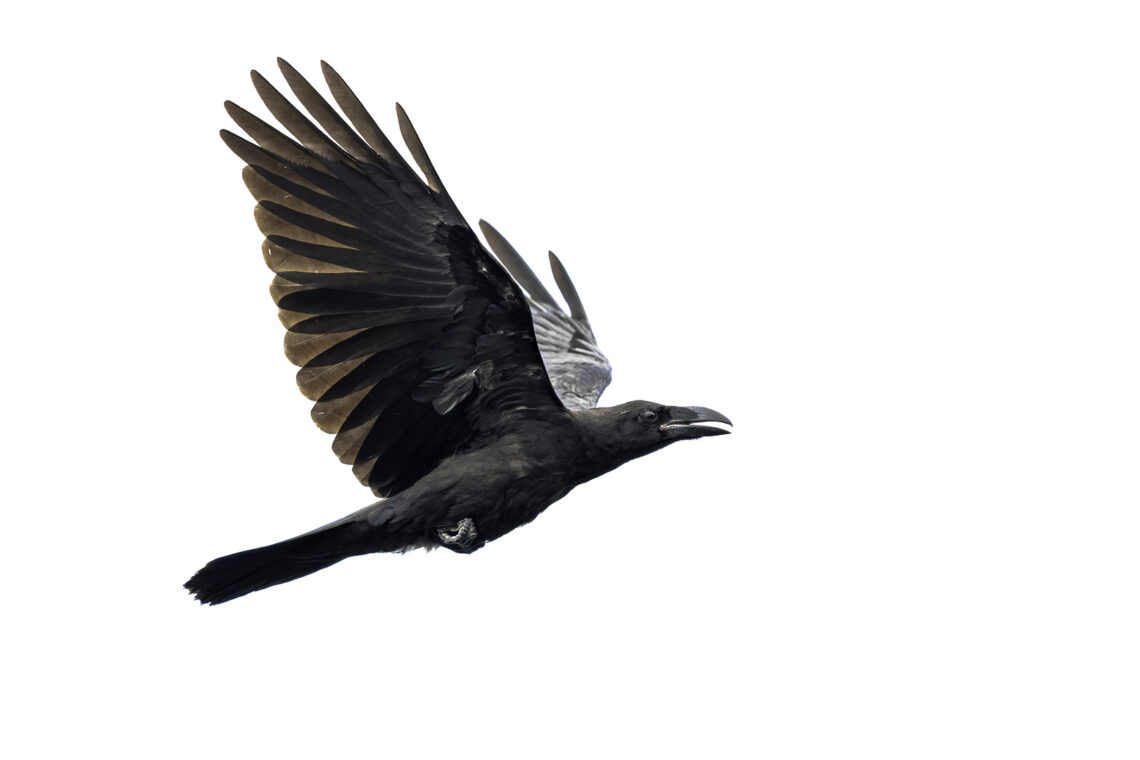 Raben der flieg in einer High Key Fotografie