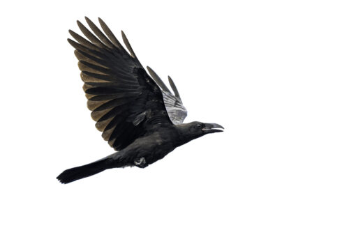 Raben der flieg in einer High Key Fotografie