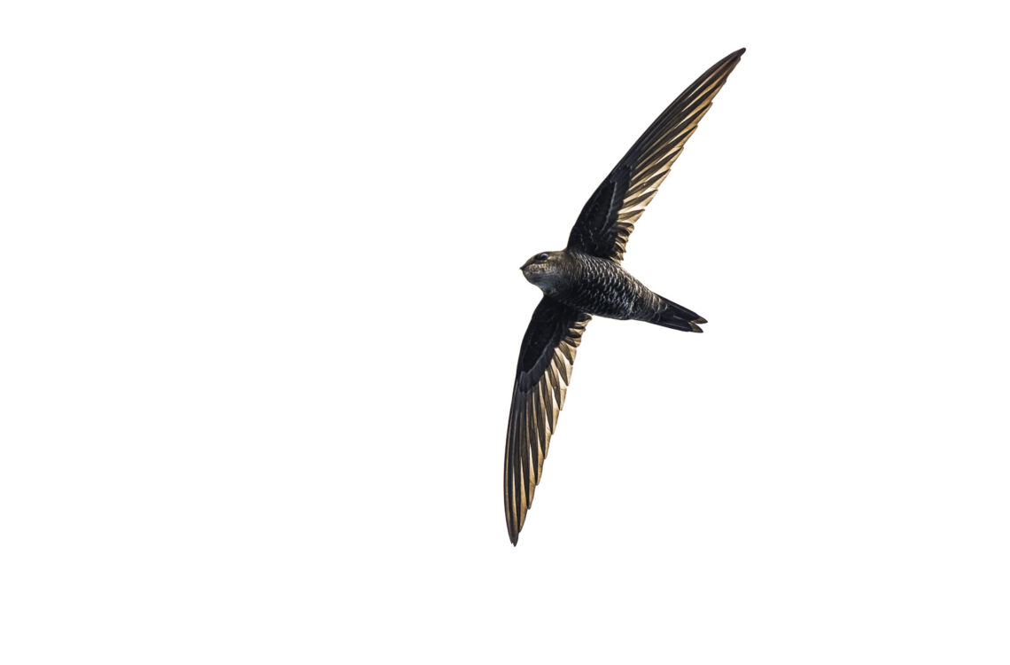 Pazifiksegler - Apus pacificus - im Flug