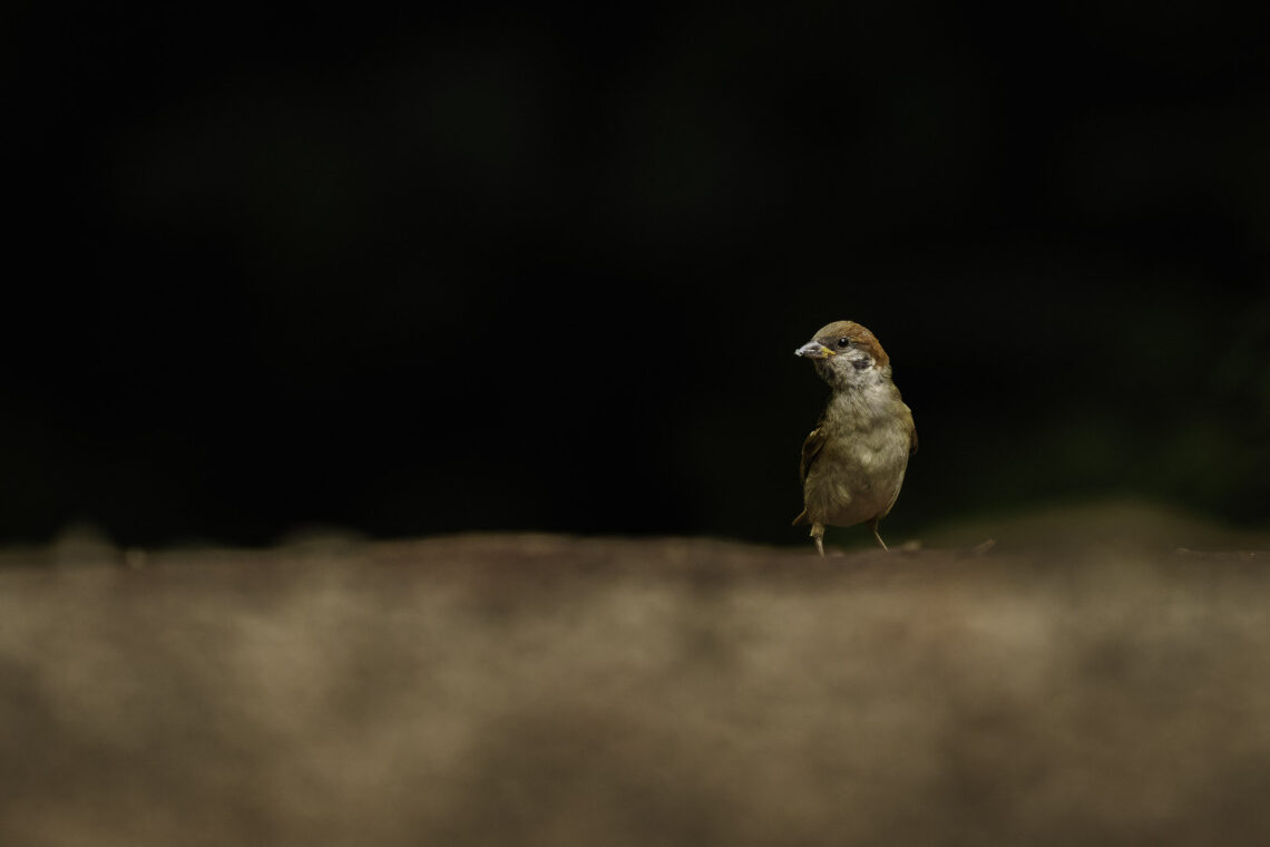 Hintergrund ist wichtiger als eine moderne Kamera