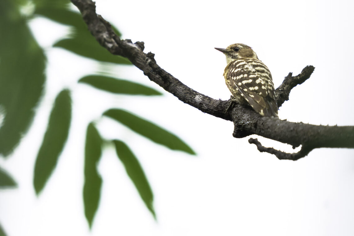 Kizukispecht - Yungipicus kizuki - auf einem Baum in Japan