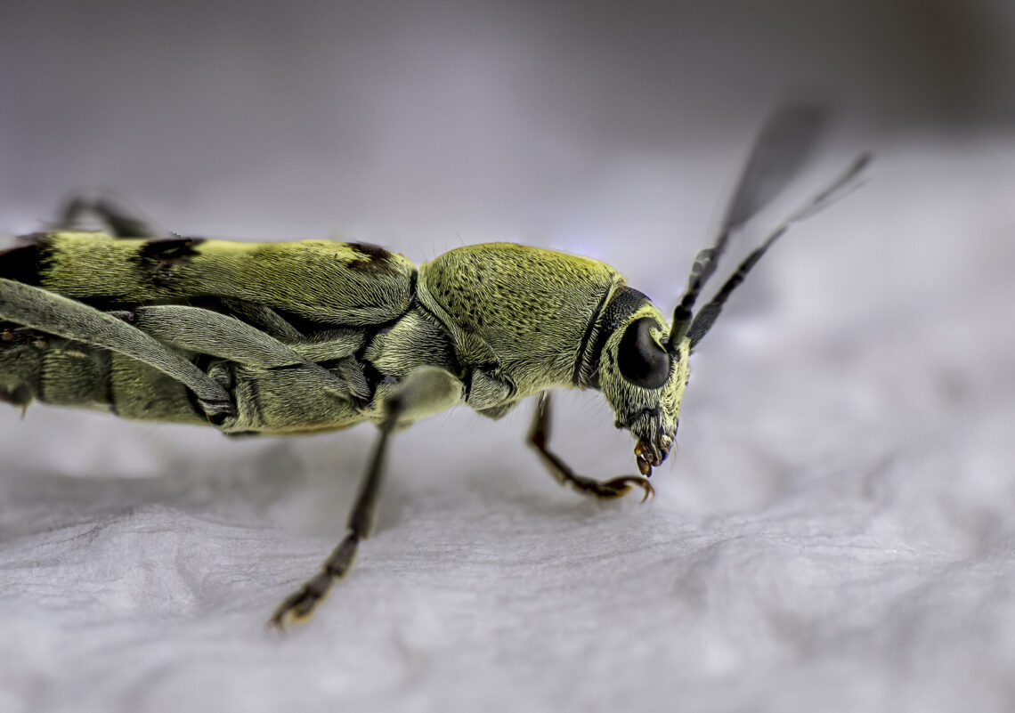 Makro Fotografie ein Insekt im Ultra Macro