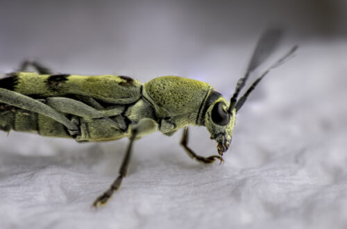 Makro Fotografie ein Insekt im Ultra Macro