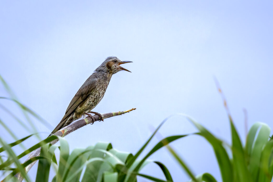 Orpheusbülbül (Hypsipetes amaurotis) auf einem Palmenast