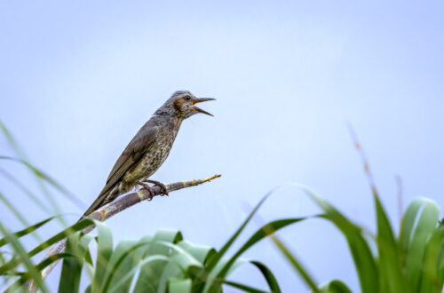 Orpheusbülbül (Hypsipetes amaurotis) auf einem Palmenast