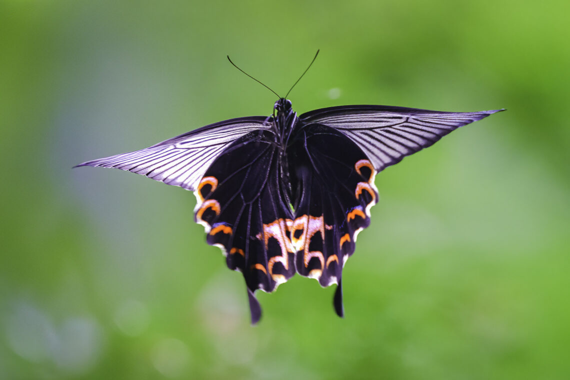 Papilio protenor (Spangle Butterfly) im Flug