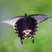 Papilio protenor (Spangle Butterfly) im Flug