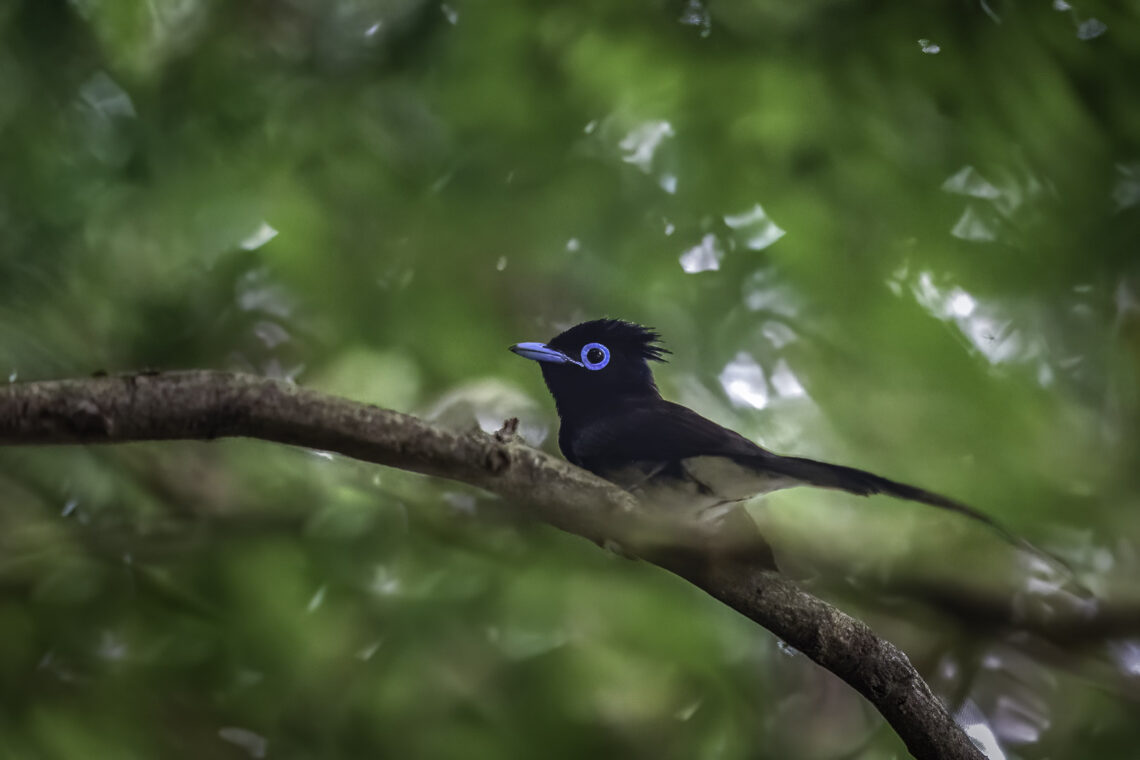 Prinzen-Paradiesschnäpper (Terpsiphone atrocaudata) auf einem Ast im dichten Wald von Japan