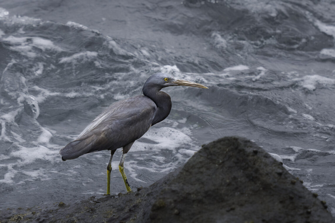 Riffreiher auch Egretta sacra genannt, an der Küste Japans