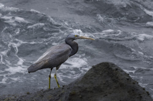 Riffreiher auch Egretta sacra genannt, an der Küste Japans
