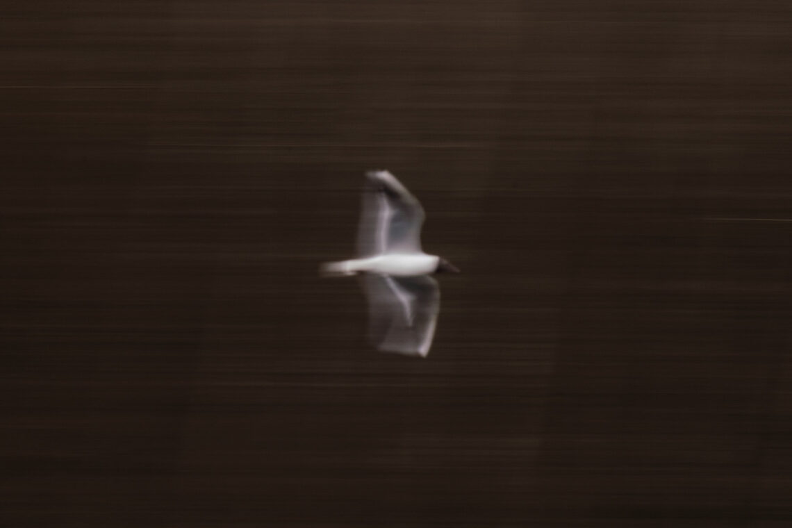 Verschlusszeit auf dem Bild wurde sehr lange ausgewählt, so ist die Lachmöwe mit Unschärfe