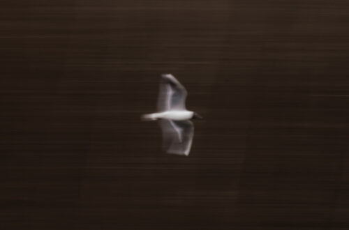 Verschlusszeit auf dem Bild wurde sehr lange ausgewählt, so ist die Lachmöwe mit Unschärfe