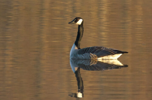 Kanadagans mir Reflexion auf einem Weiher