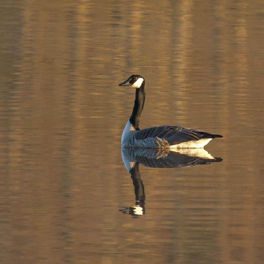 Kanadagans mir Reflexion auf einem Weiher