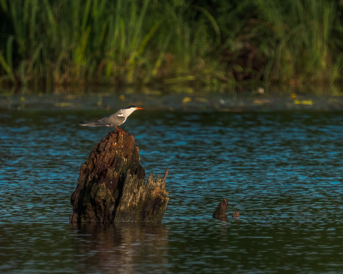 Flussseeschwalbe (Sterna hirundo) auf einem alten baumstumpf im Wasser