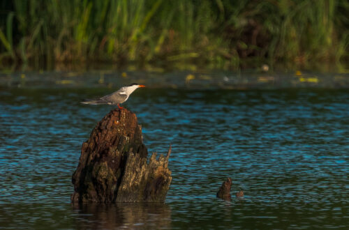 Flussseeschwalbe (Sterna hirundo) auf einem alten baumstumpf im Wasser