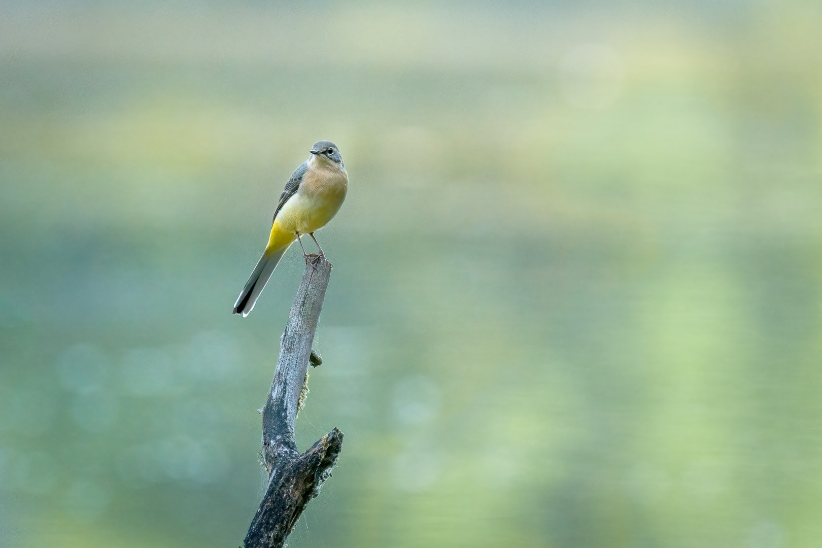 Gebirgsstelze (Motacilla cinerea) auf einem Ast, der aus dem Wasser ragt
