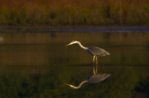 Graureiher (Ardea cinerea) bei der Jagt
