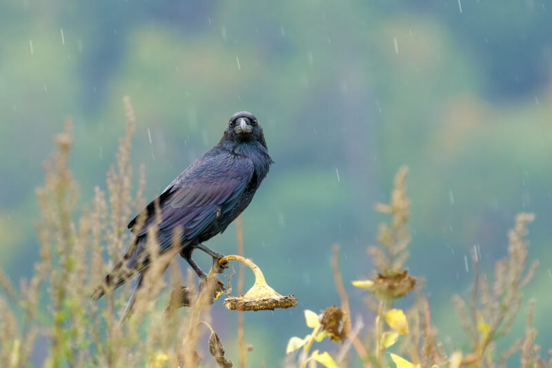 Kolkrabe auf einer sonnenblume