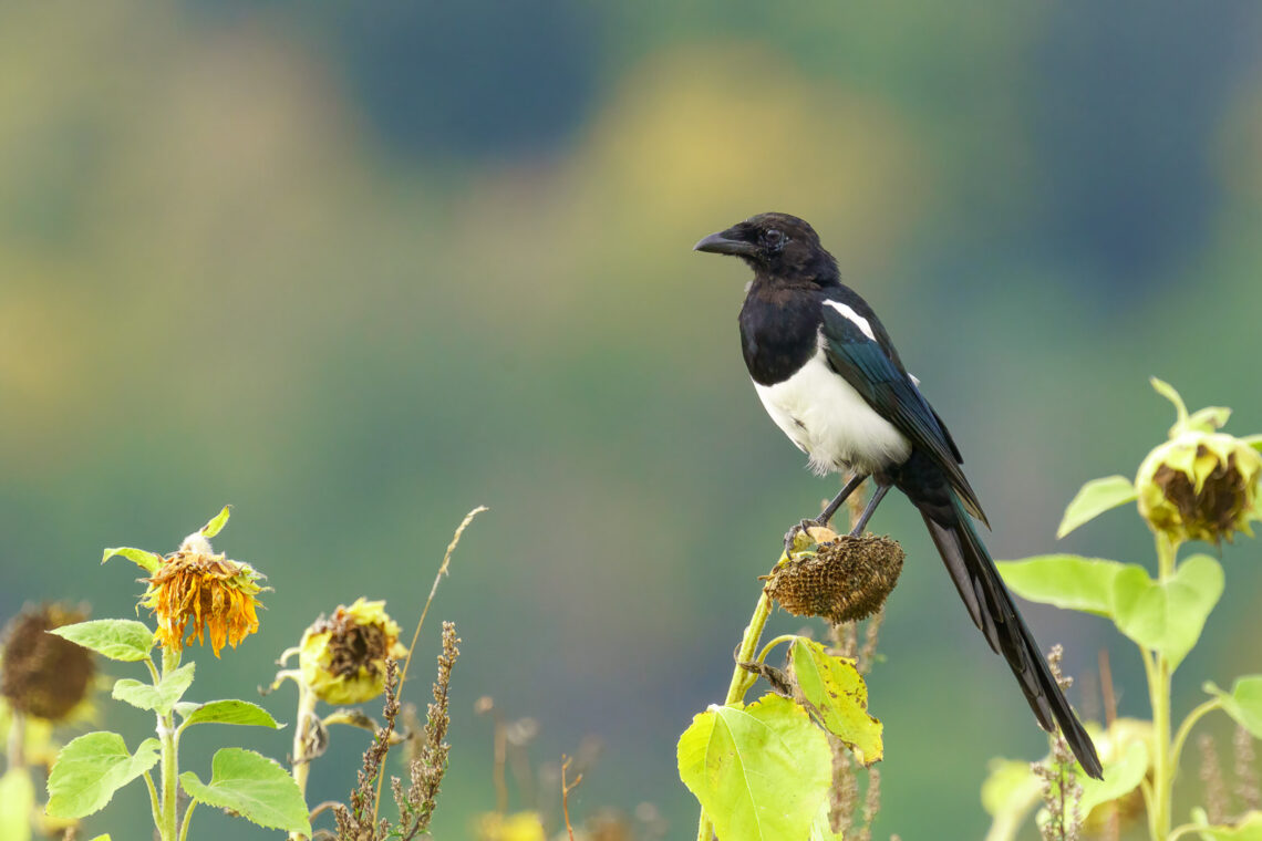 Elster (Pica pica) sitzt auf einer Sonnenblume