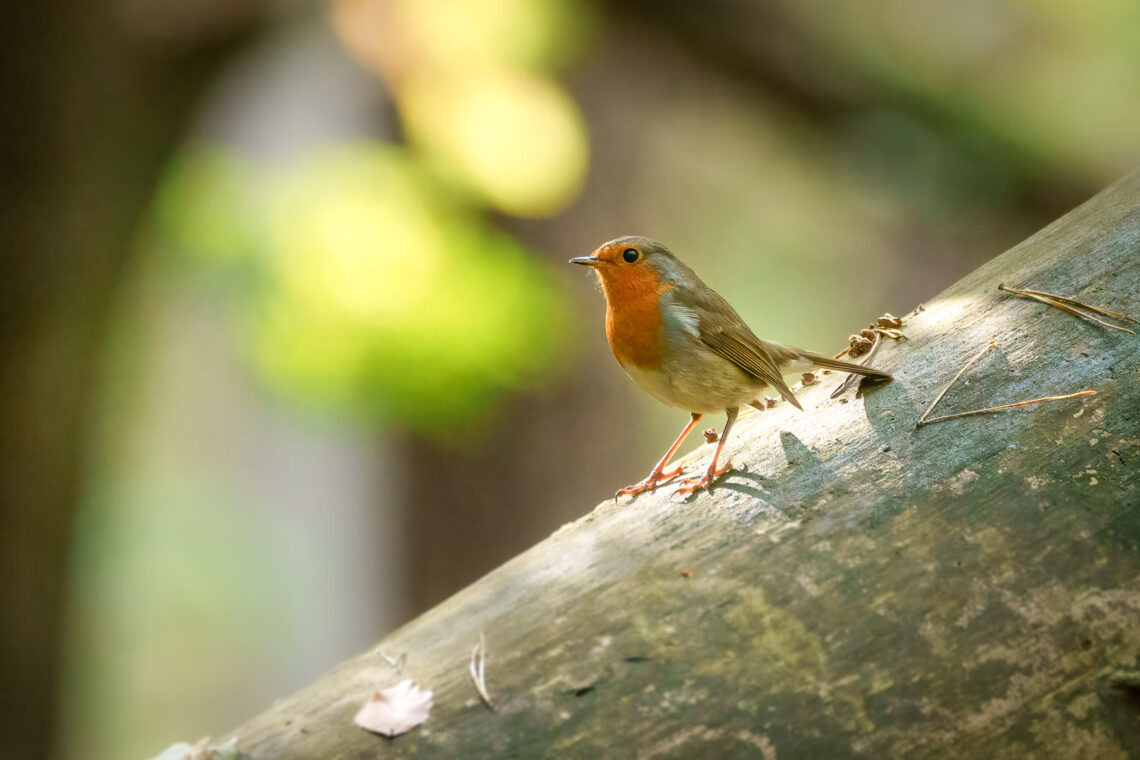 Rotkehlchen (Erithacus rubecula) auf einem umgekippten Baumstamm