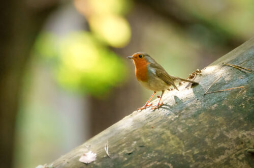 Rotkehlchen (Erithacus rubecula) auf einem umgekippten Baumstamm