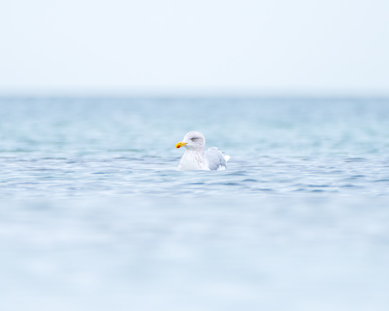 Silbermöwe (Larus argentatus) schwimmt auf der Ostsee