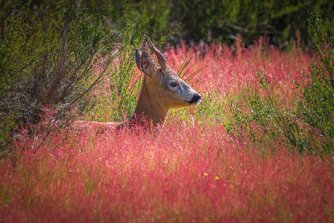 Reh (Capreolus capreolus) Rehbock in der Weide