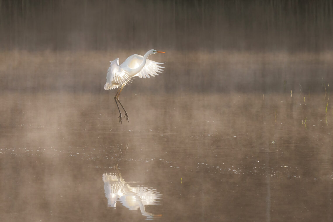 Silberreiher beim landen im Weiher. Wie man die Blende in der Vogelfotografie optimal einstellt.