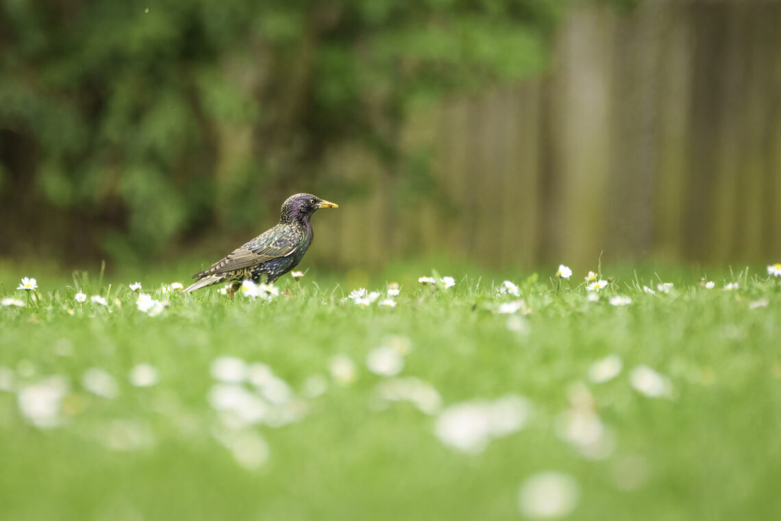 Star in einer Gänseblümchen-Wiese