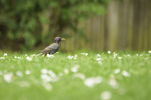 Star in einer Gänseblümchen-Wiese