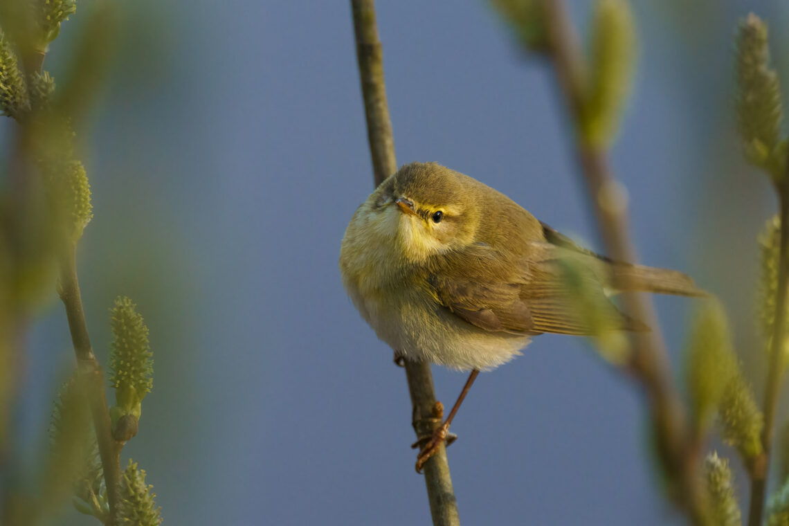 Komposition und Kreativität in der Naturfotografie. Vogel auf einem Ast